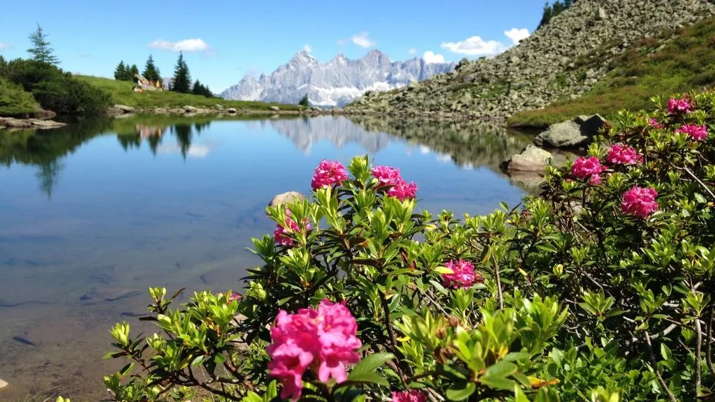 Fest zur Almrauschblüte